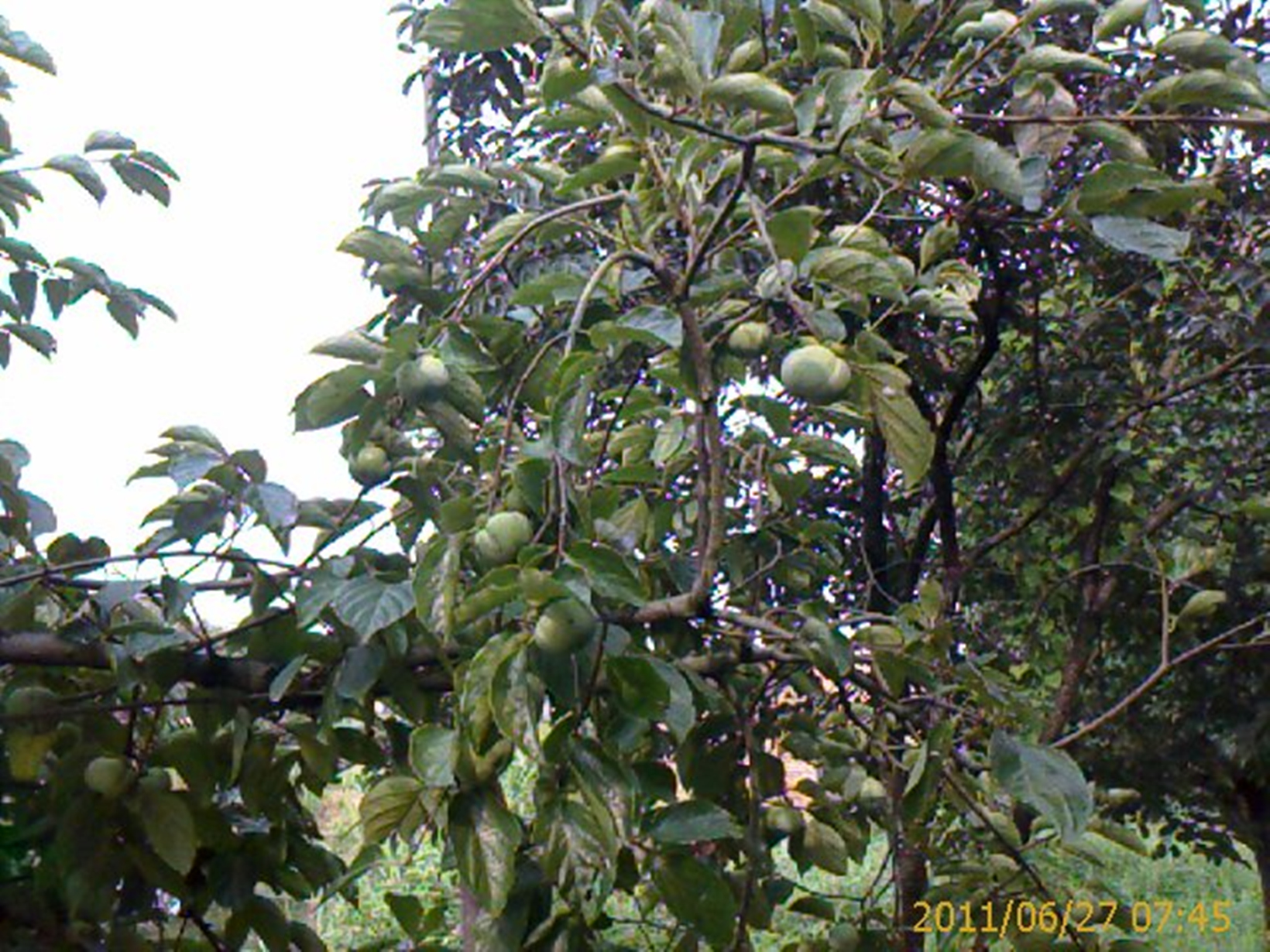 hypothenemus hampei(ferrari)