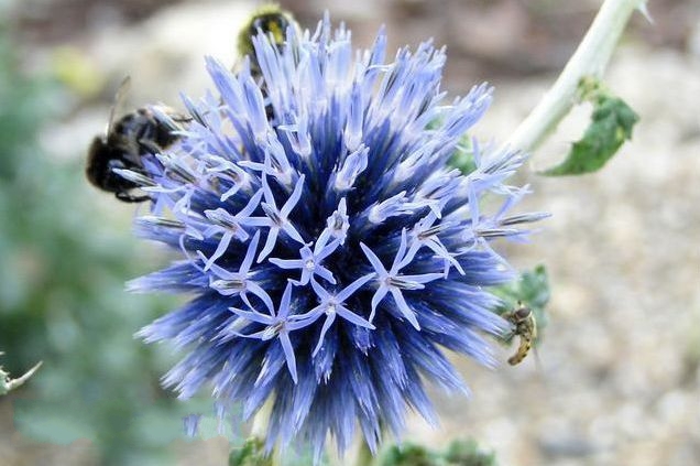  p>硬叶蓝刺头(学名: i>echinops ritro /i> l.