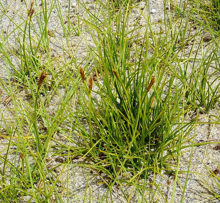  p>四川嵩草(学名: i>kobresia setschwanensis /i> hand.-mazz.