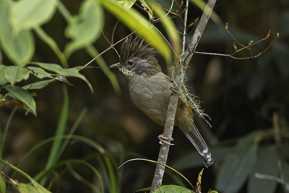 actinodura nipalensis