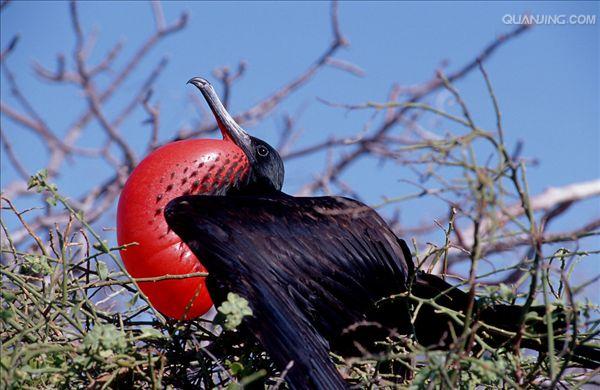  p>军舰鸟(学名:fregata)是 a target="_blank" href="/item/鹈形目">