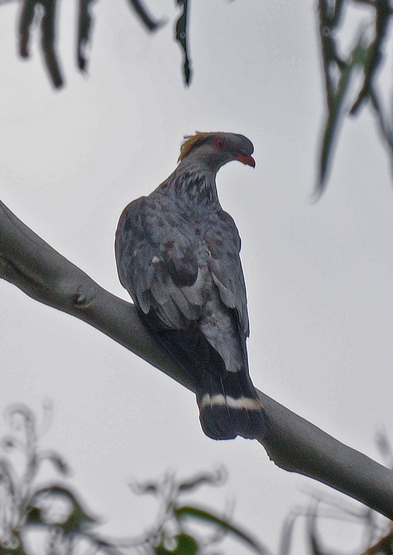  p>髻鸠(学名: i>lopholaimus antarcticus /i> ):为鸠鸽目鸠鸽科髻鸠