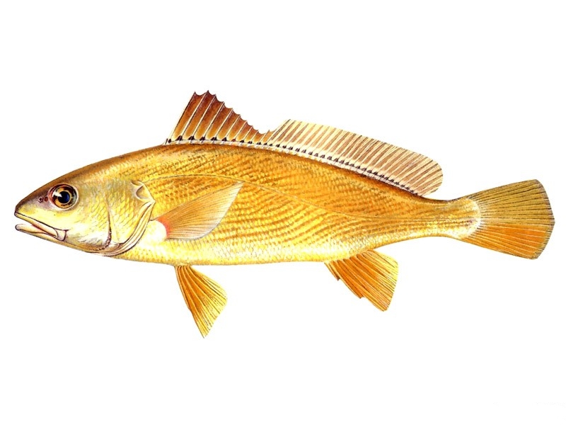  p>黄姑鱼(学名: i>nibea albiflora) /i>是石首鱼科,黄姑鱼属鱼类.