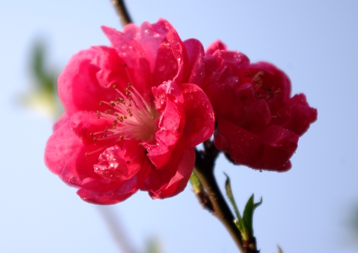  p>绛桃(群芳谱) f. camelliaeflora (van houtte) dipp.