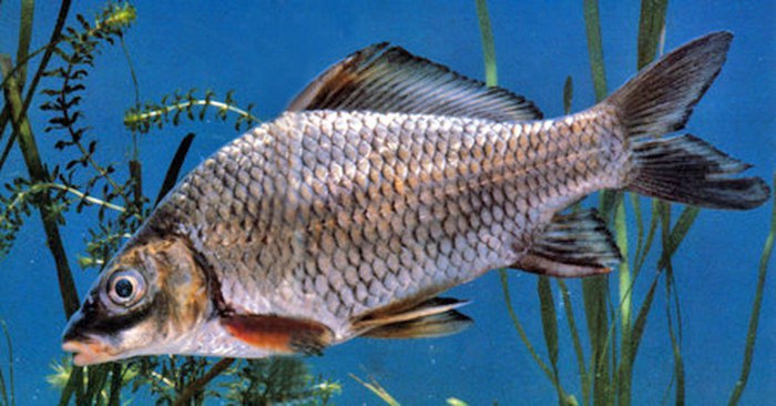  p>三角鲤(学名: i>cyprinus multitaeniata /i>)是 a href="#" data