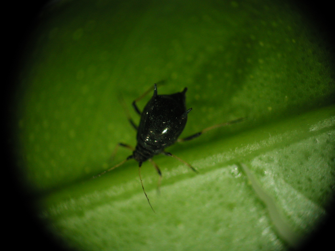 埃及吹棉介壳虫