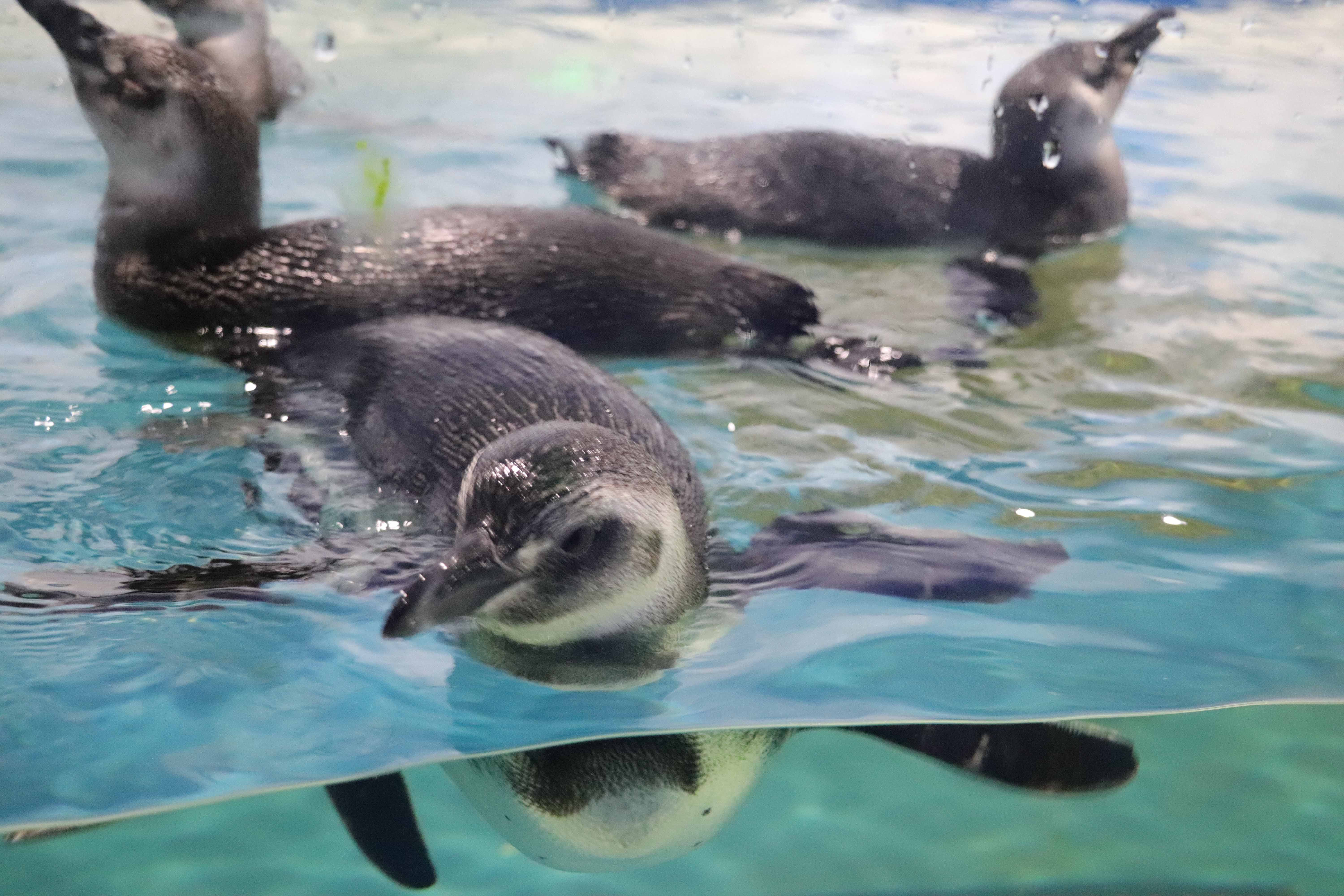 扬州极地海洋世界