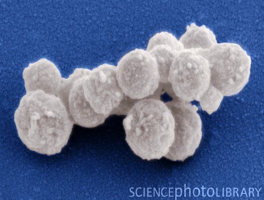 b2nm60">辛西娅(synthia,意译"人造儿") 人类历史上的首个人造生命