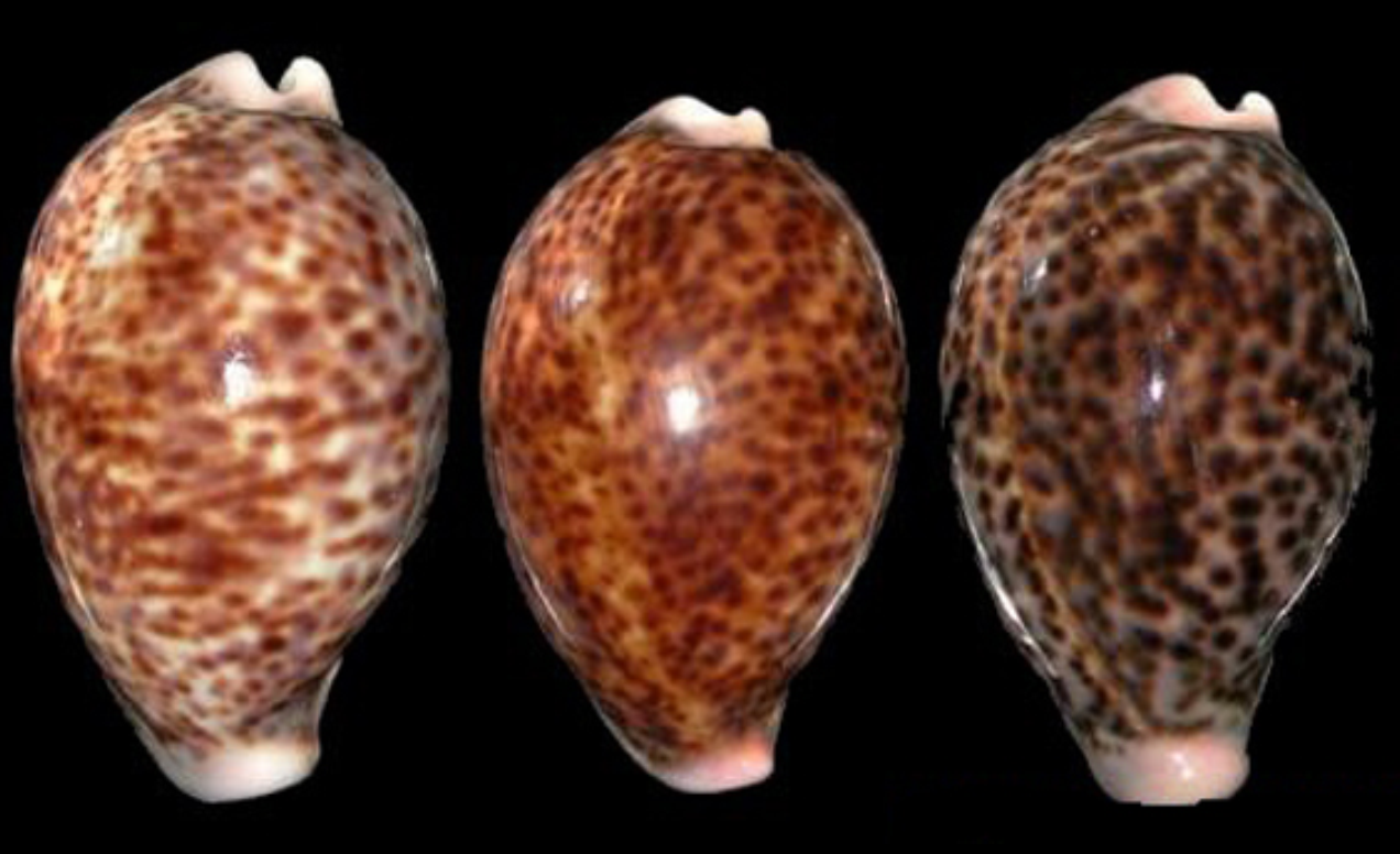  p>花豹宝螺(学名:cypraea pantherina )是腹足纲宝螺科的软体动物.