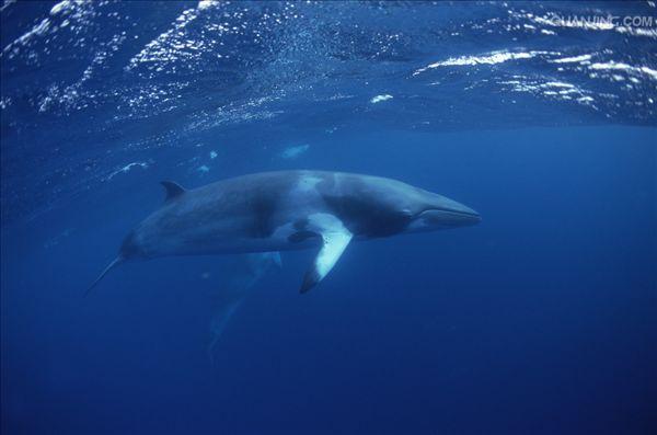  p>小鳁鲸(学名: i>balaenoptera acutorostrata /i>)是须鲸科,须鲸属