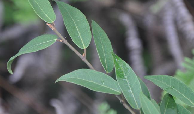 白背爬藤榕(变种)