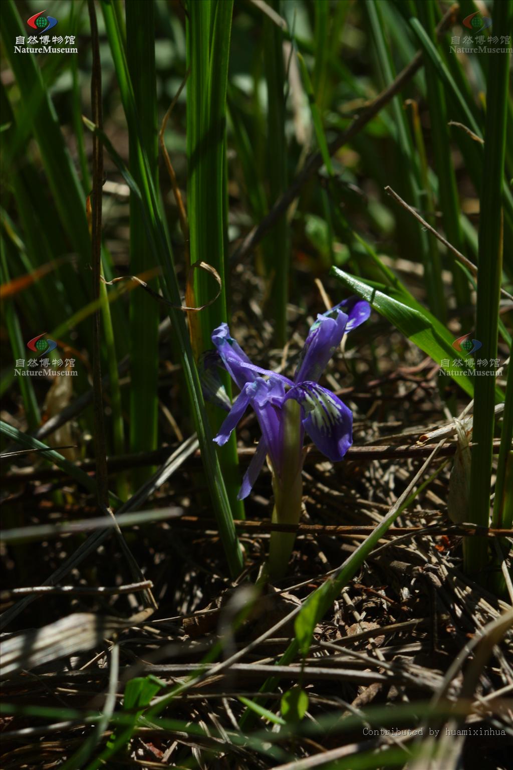  p>短筒紫苞鸢尾( a href="#" data-lemmaid="8074290">学名 /a>:iris