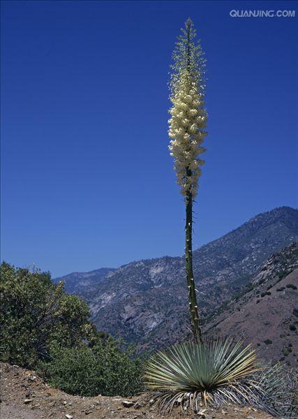 yucca smalliana fernald