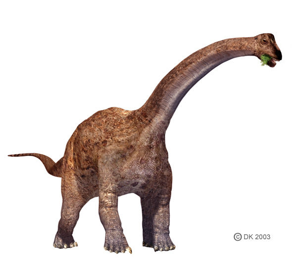 它的名字就是"粗腿蜥蜴"的意思.