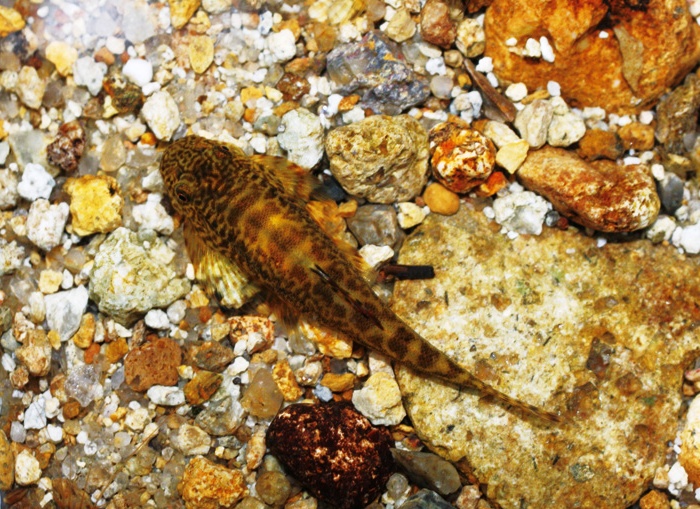  p>麦氏拟腹吸鳅,学名: i>pseudogastromyzon myersi  /i>(herre