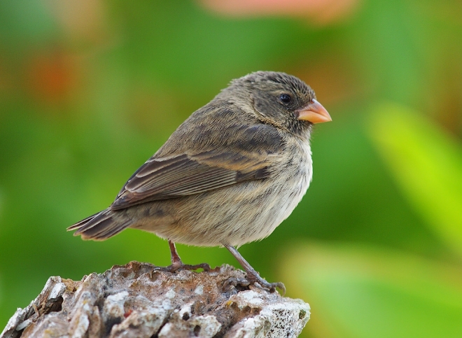  p>小嘴树雀(学名: i>geospiza parvula /i>):是小型 a href="#" data