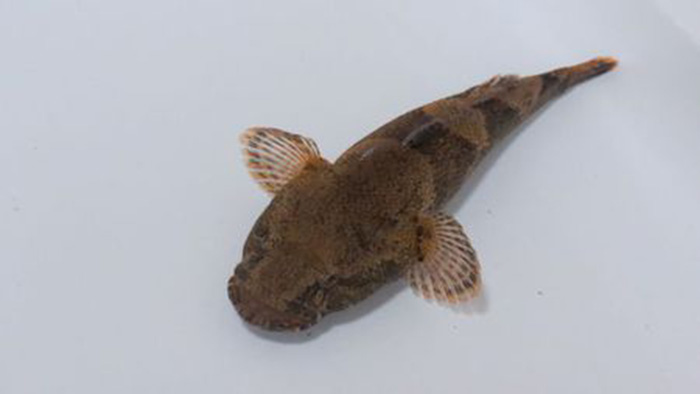 常见的属有乌塘鳢鱼属, 塘鳢鱼属,沙塘鳢鱼属,锯塘鳢鱼属,美塘鳢鱼属