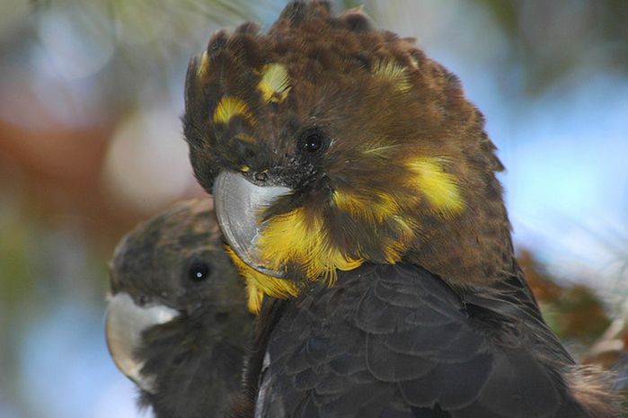  p>辉凤头鹦鹉(学名: i>calyptorhynchus lathami /i>):体长48厘米