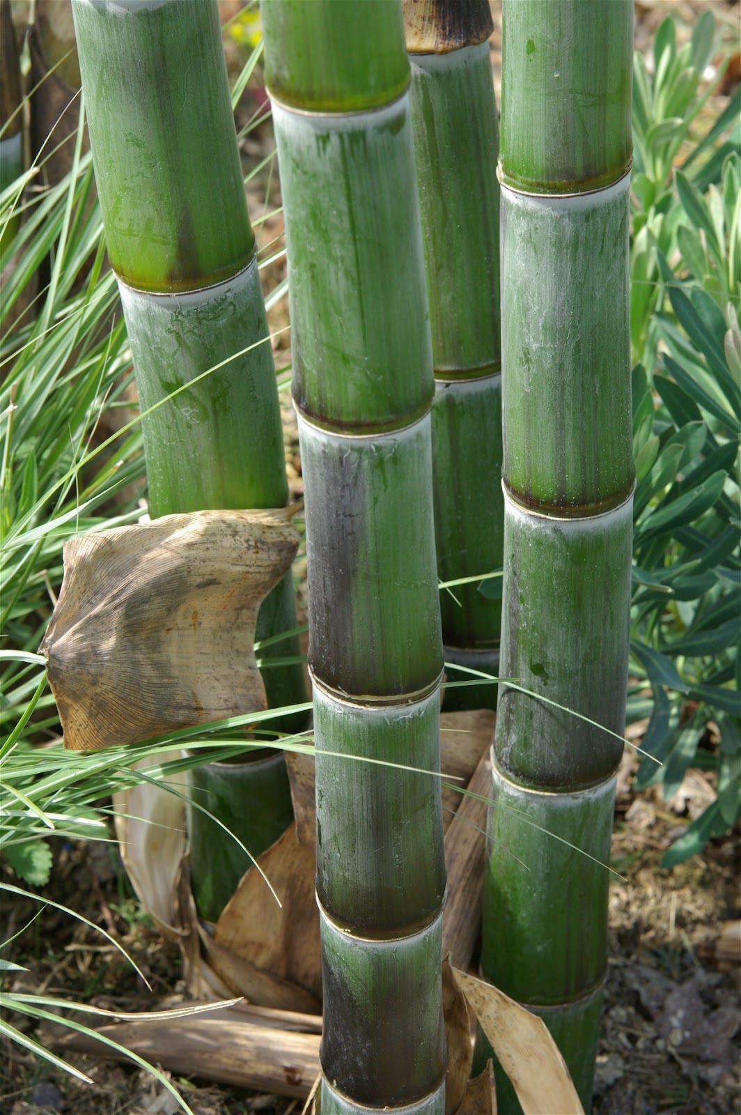  p>马利箭竹,禾本科,双子叶竹,竿柄长3—8厘,笋期8月.竿劈篾可供编织.