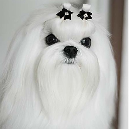 玛尔济斯犬