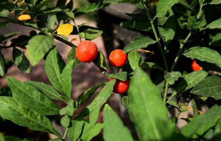 叶双生,大小不等,椭圆状披针形,先端钝至短尖,叶面无毛,叶背有簇茸毛