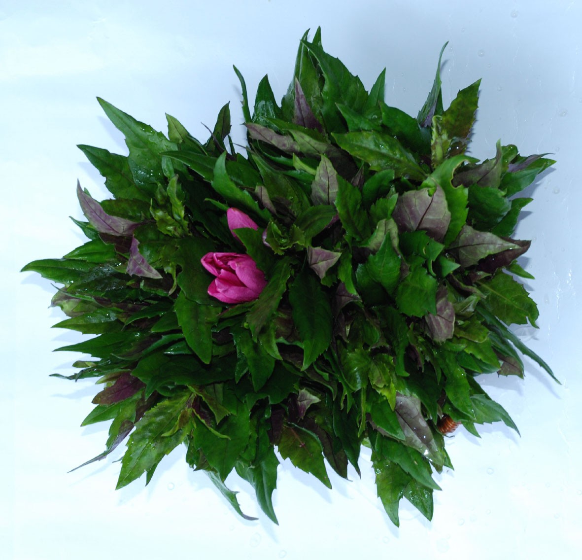  p>有柄观音座莲多为 a target="_blank" href="/item/黑叶观音莲