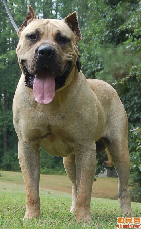 lemmaid="4266">獒 /a>;原义是指源自于西班牙 a>加那利群岛(canary