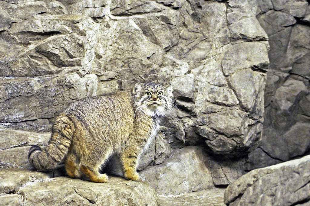  p>兔狲 a href="#">指名亚种 /a>是体形粗短,大小似家猫,体重2～3