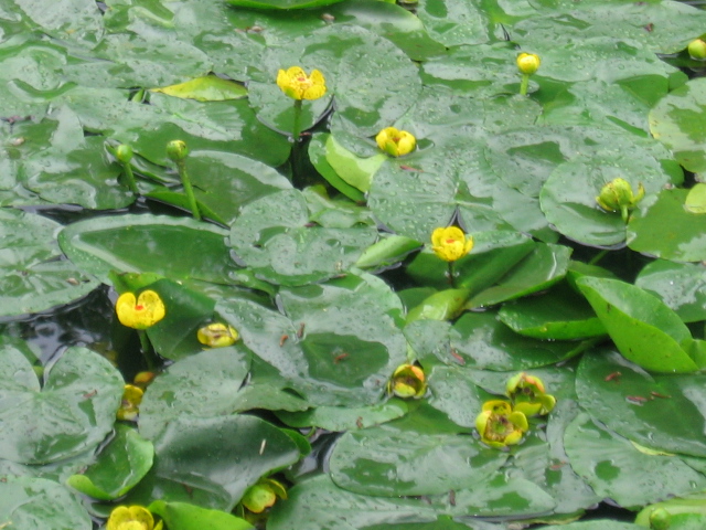 是睡莲科萍蓬草属植物,多年水生草本;根状茎直径2-3厘米.