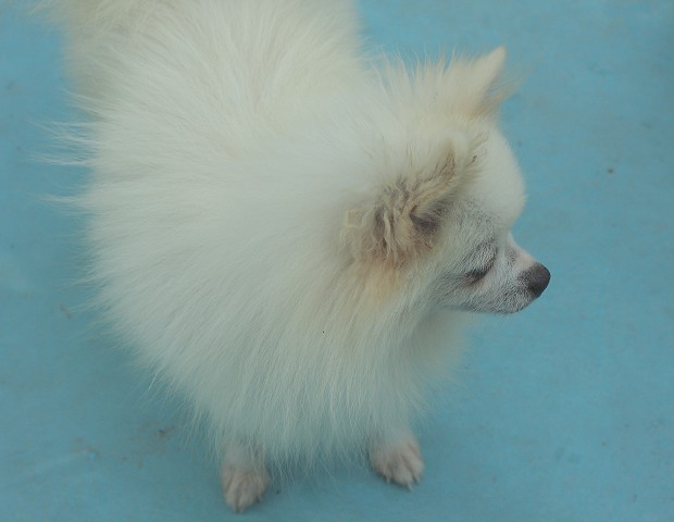 哈多利博美犬