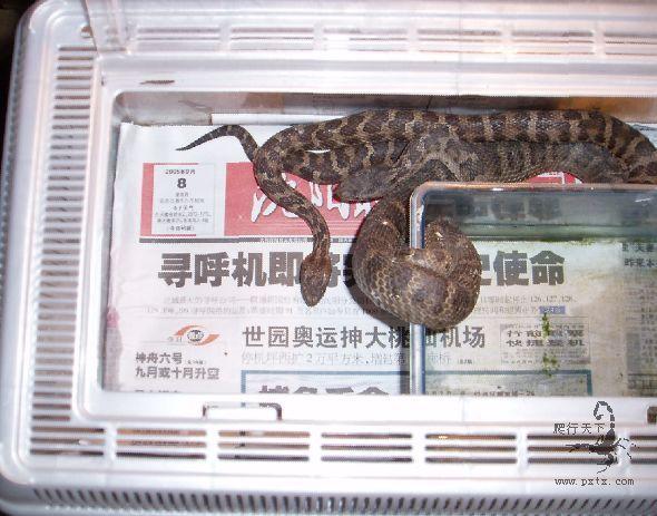  p>中介蝮为 a href="#">蝰科 /a> a href="#">亚洲蝮属 /a>的爬行