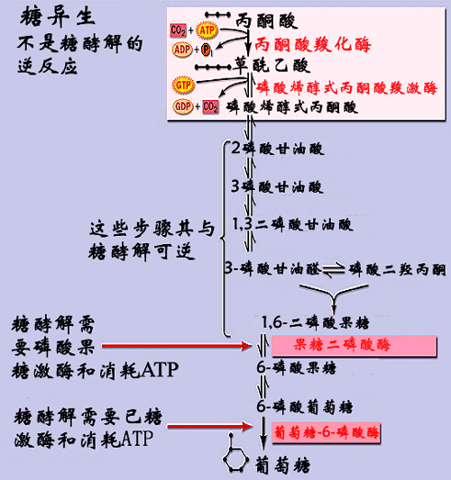 三羧酸循环