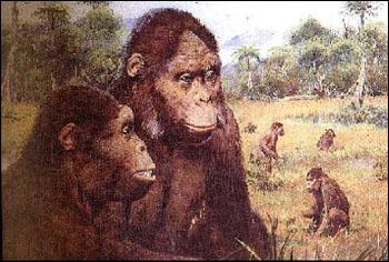 森林古猿(dryopithecus)