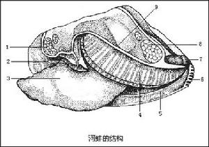  p>大河蚌(potamilus capax),又名肥袖珍真 a target="_blank" href="