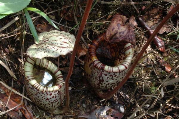 nepenthes vogelii