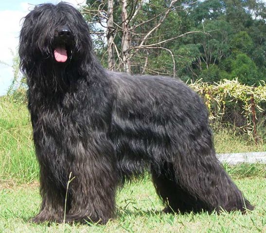 briard