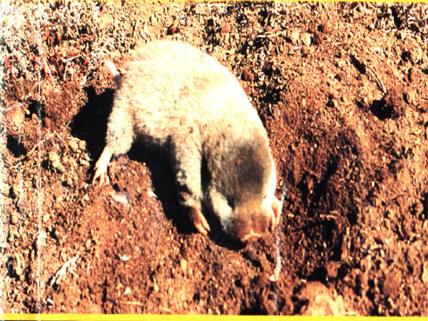  p data-id="gnaw87mfyk">高原鼢鼠(学名: i>eospalax fontanierii /i