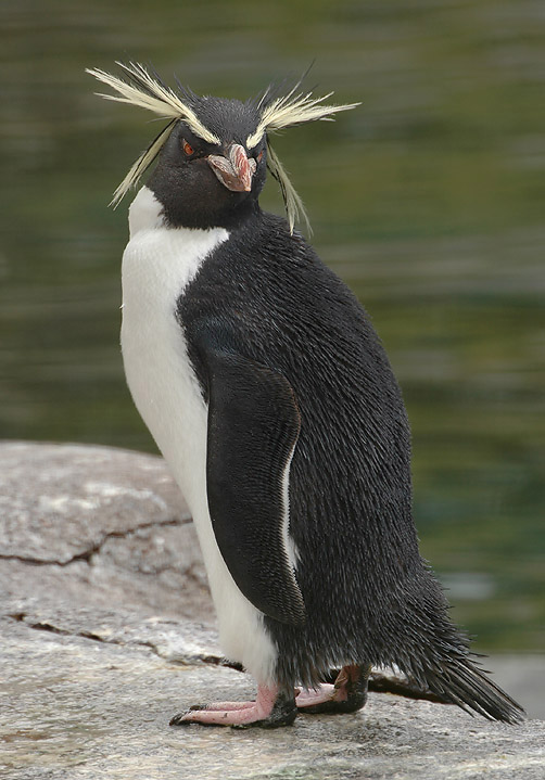 southern rockhopper penguin