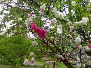  p data-id="go0k4erfhv">大套乡位于古老的废黄河畔,在江苏省滨海县