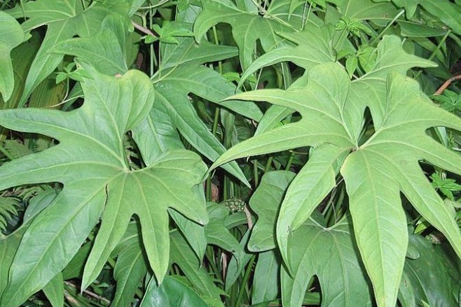  p>掌叶花烛( i>anthurium pedatoradiatum /i> schott),天南星科花烛