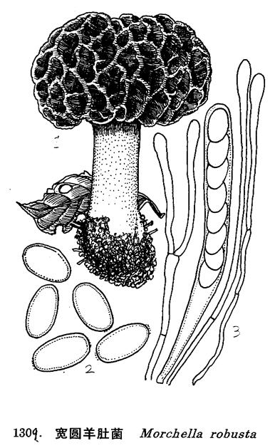  p>形态特征:子囊果中等,高6-15cm.