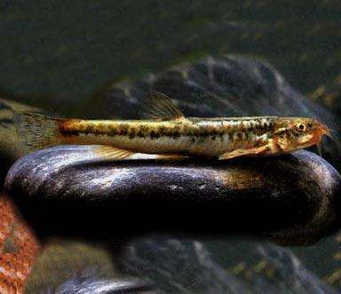 前鳍高原鳅
