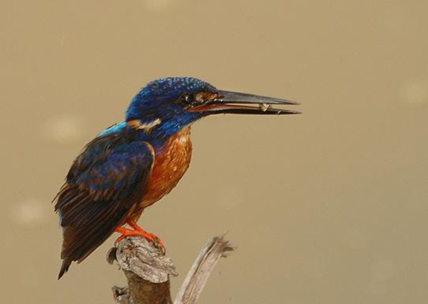  p>闪蓝翠鸟(拉丁学名: i>alcedo quadribrachys /i>,英文名称