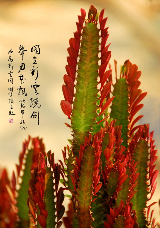  p>红彩云阁原产非洲南部纳米比亚的热带地区,喜温暖干燥和阳光充足的