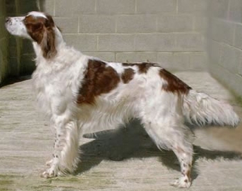  p>爱尔兰红白长毛猎犬是 a target="_blank" href="/item/脊索动物门