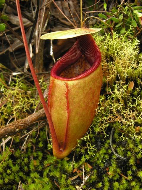 曼塔林加汉山猪笼草