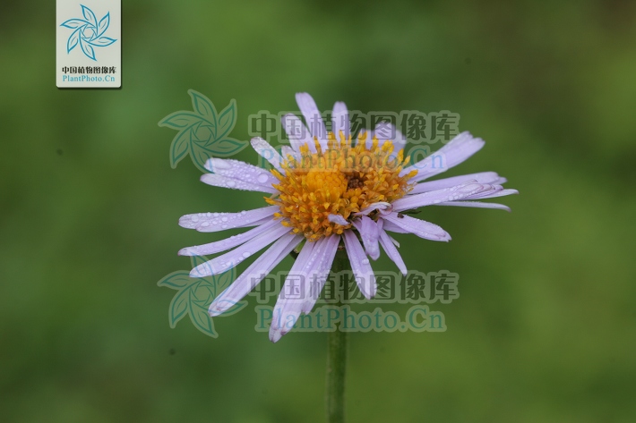 舌状花的舌片蓝色或紫色;管状花橙黄色,外面无毛.瘦果极