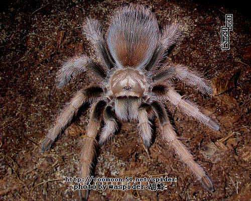  p>墨西哥金背(学名:aphonopelma chalcodes)是一种有毒的大型 a href