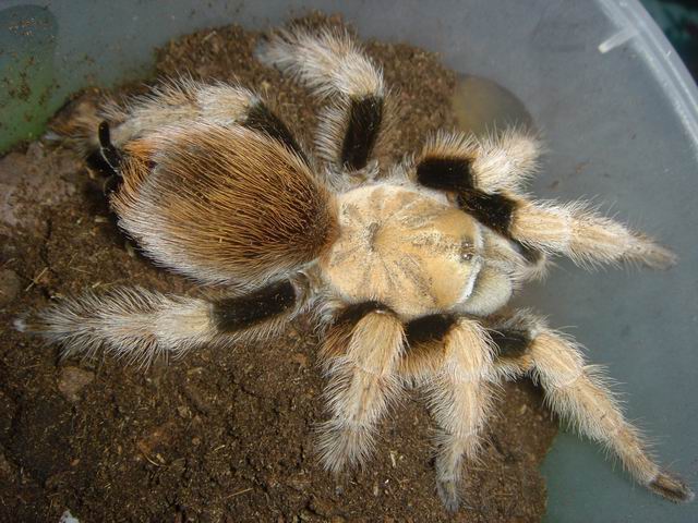  p>墨西哥金背(学名:aphonopelma chalcodes)是一种有毒的大型 a href