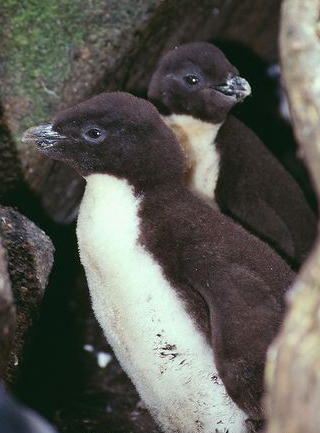  p>黄眉企鹅(学名: i>eudyptes pachyrhynchus /i>)在头上或眼睛旁都